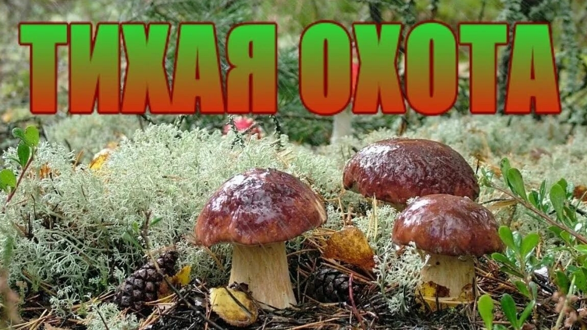 Тихая охота эпизод 4 🍄 Silent Hunt Episode 4