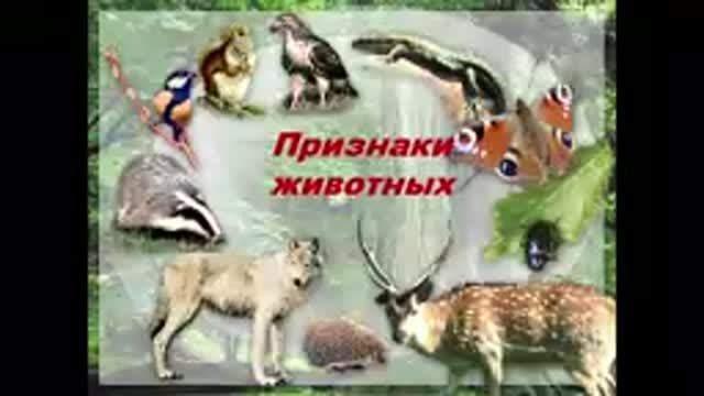 8 кл. Признаки животных