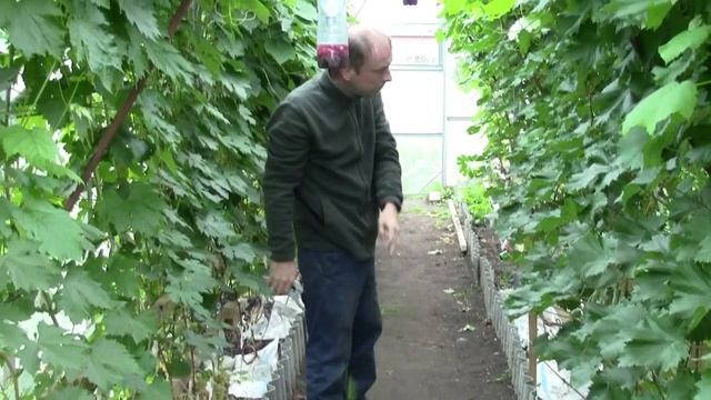 Виноградарство с Татьяной