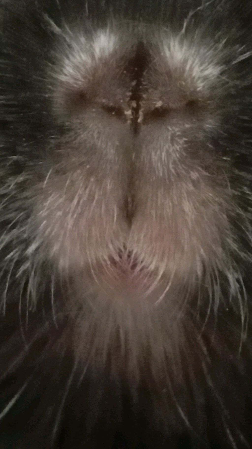 Нос