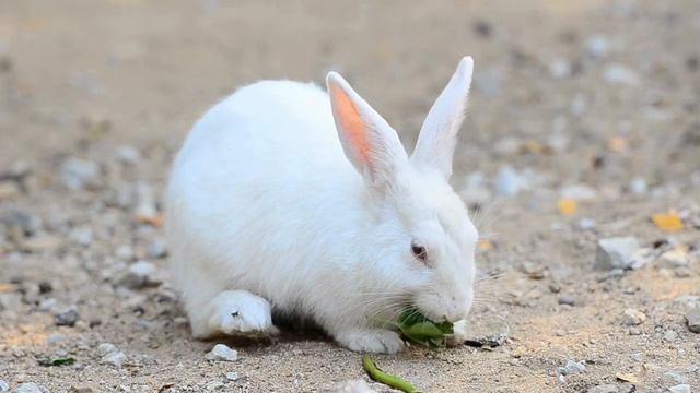 Animals Sound And Name For Kids _ Toddler Learning Video _ Guess The Animal _ #k
