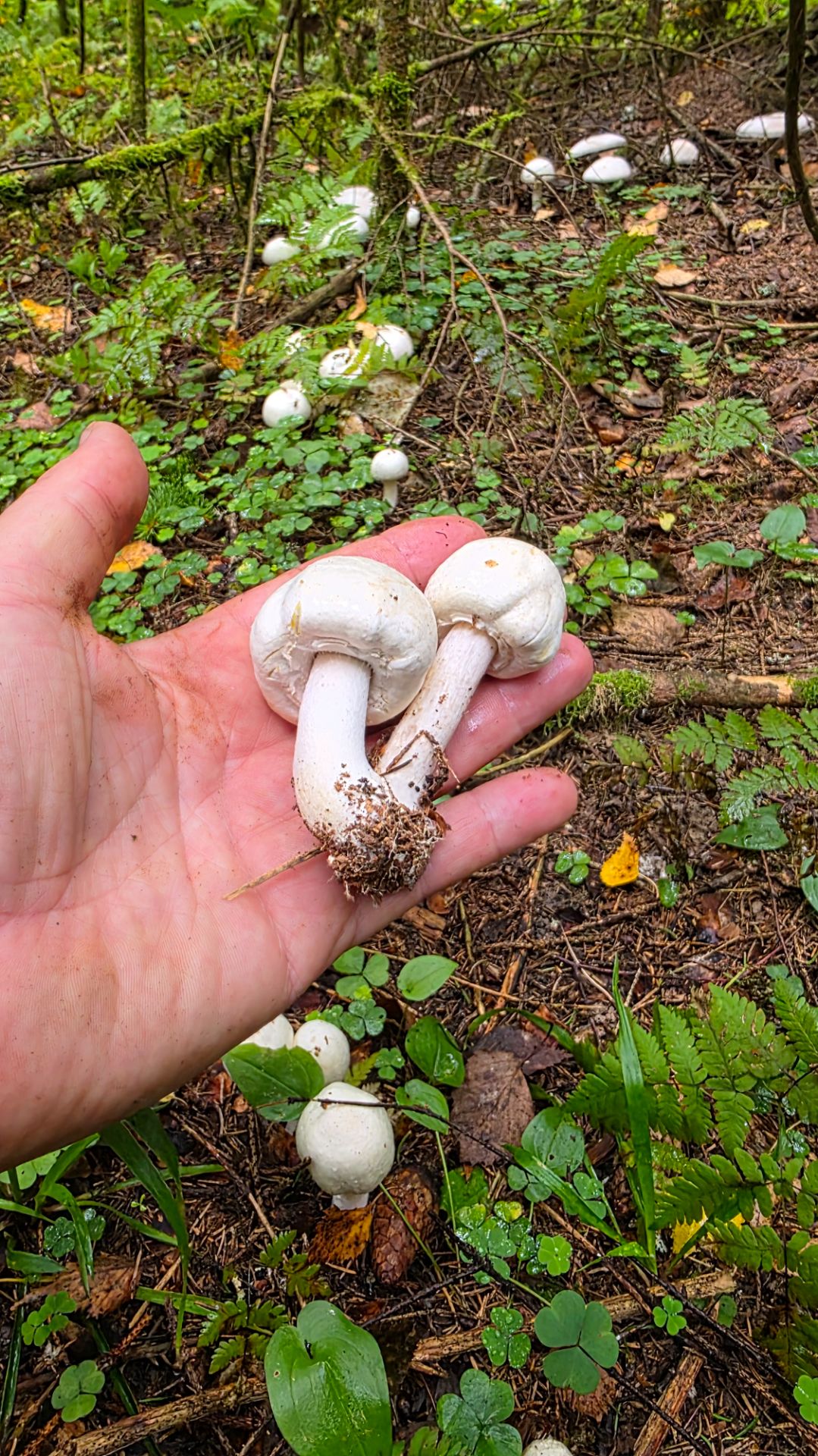 🍄ГРИБЫ ЛЕТОМ🌳СБОР ГРИБОВ ЛЕТОМ🌼