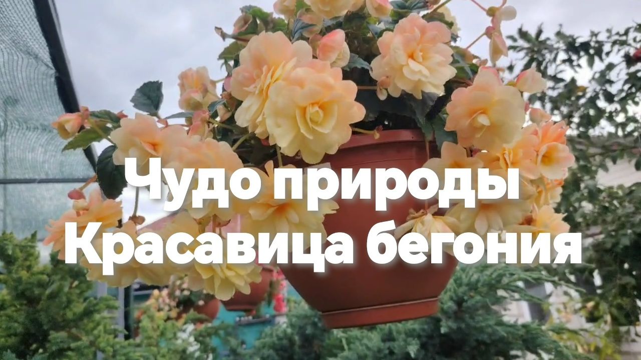 бегонии