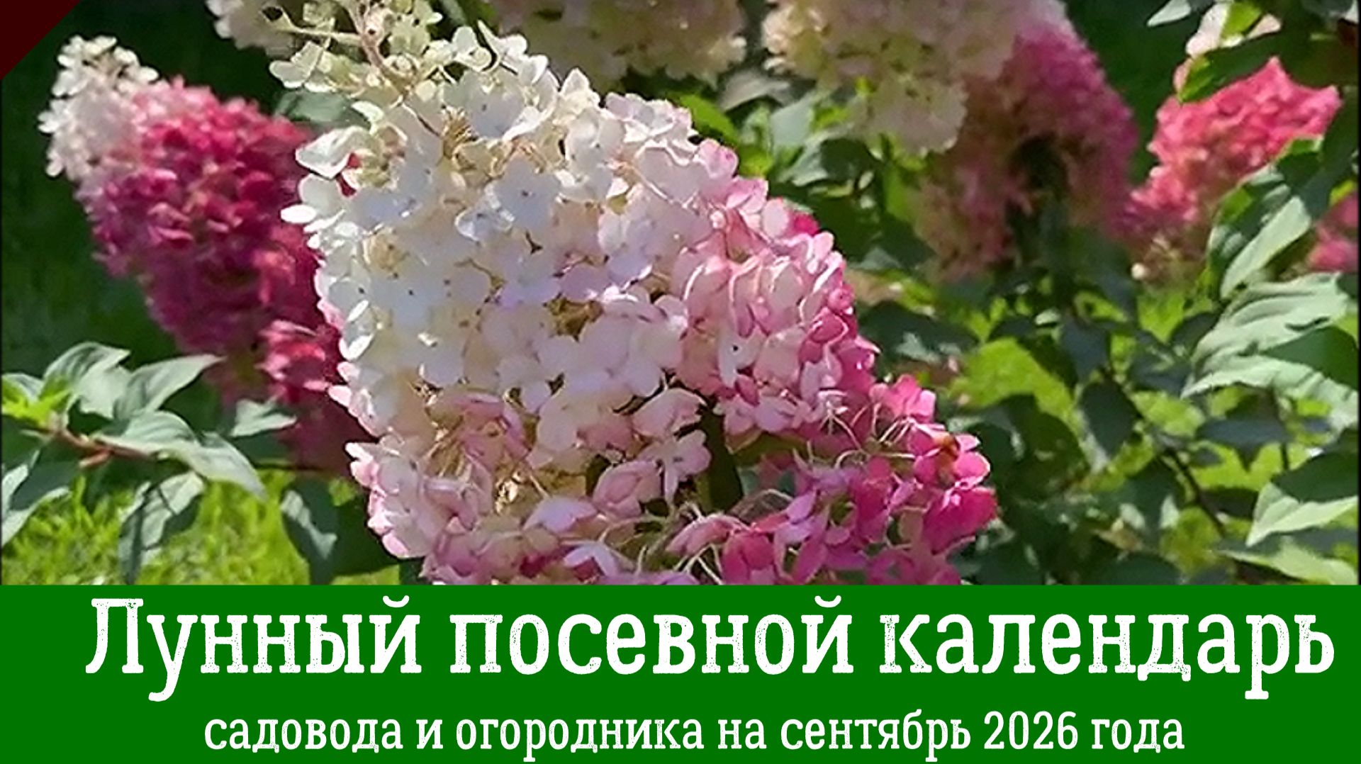 Лунный ПОСЕВНОЙ КАЛЕНДАРЬ на СЕНТЯБРЬ 2026 года для садоводов и огородников.