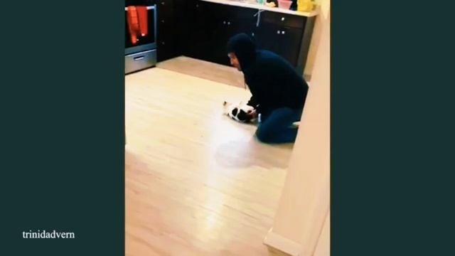 ПРИКОЛЫ с КОШКАМИ 😹 FUNNY CATS 🤣😹