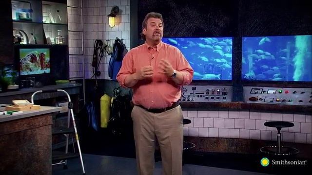 12 - Marine Reptiles And Birds - Life In The World's Oceans