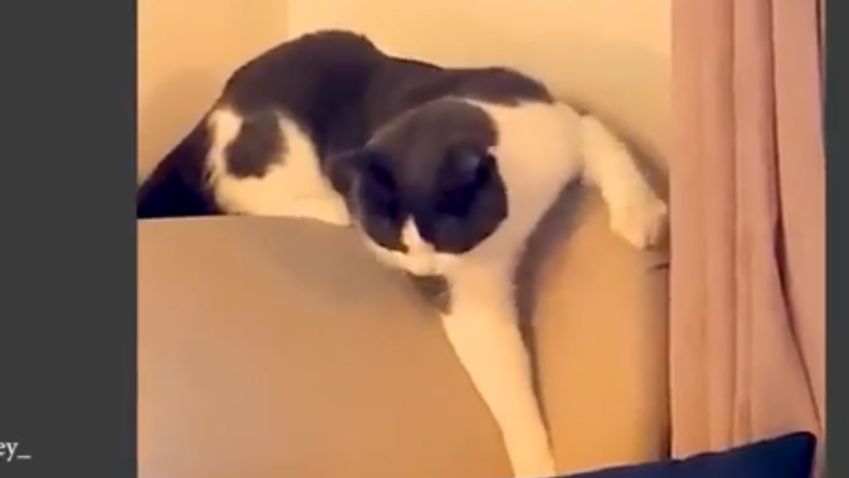 ПРИКОЛЫ с КОШКАМИ 😹 FUNNY CATS 🤣😹