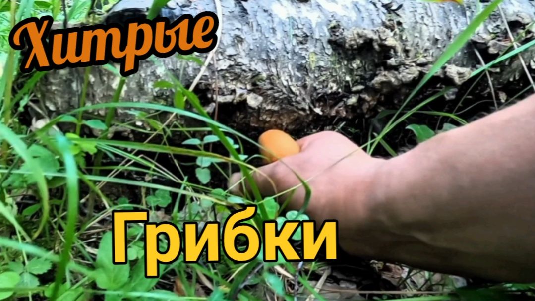 Грибные прятки