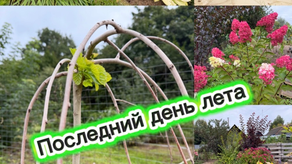 Красавица гортензия, а какой сорт не знаю 🤷♀️. Шелковица удивила. Обзор 31.08.26г.
