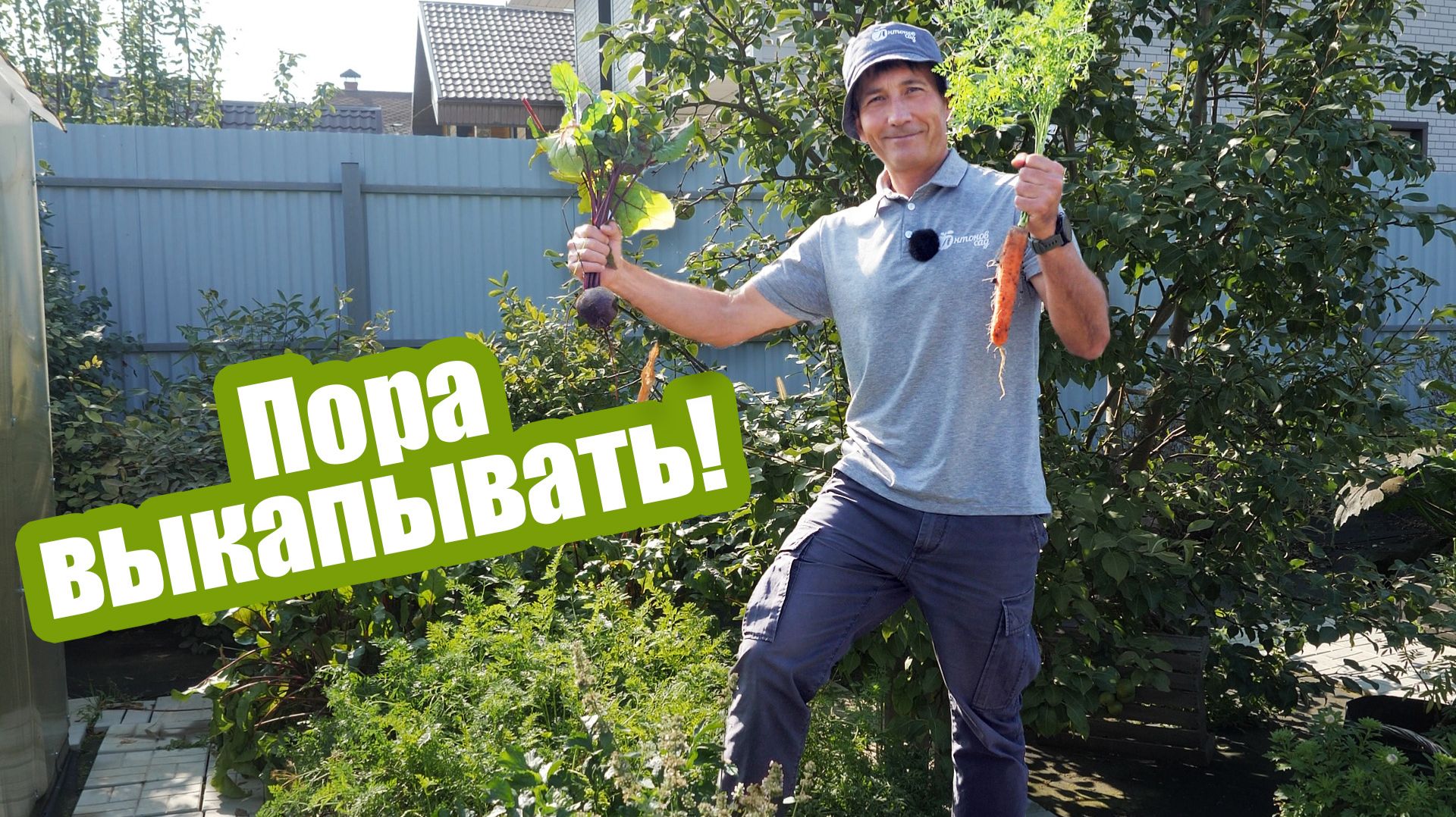 Когда убирать морковь и когда убирать свеклу
