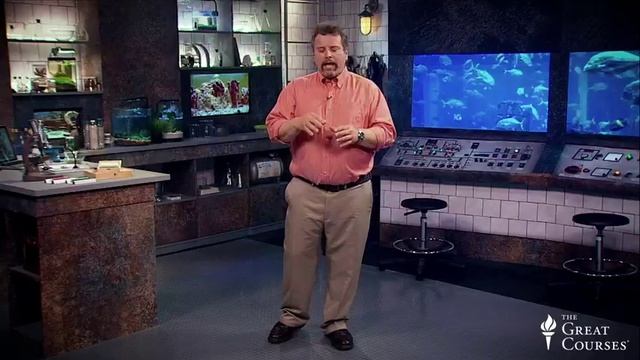 13 - The Evolutionary History Of Whales - Life In The World's Oceans