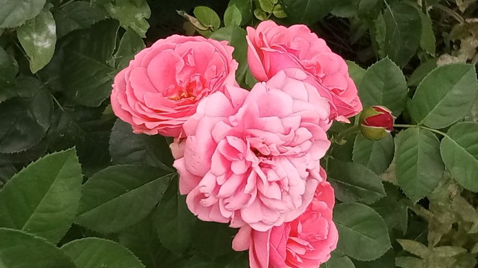 Розы🌹Последний день лета) Подготовка к школе🌸