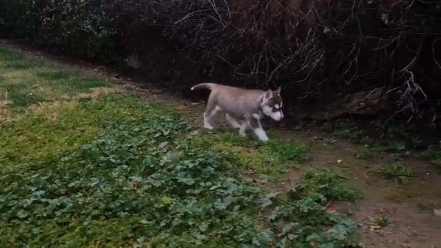 Life With 6 Husky Puppies