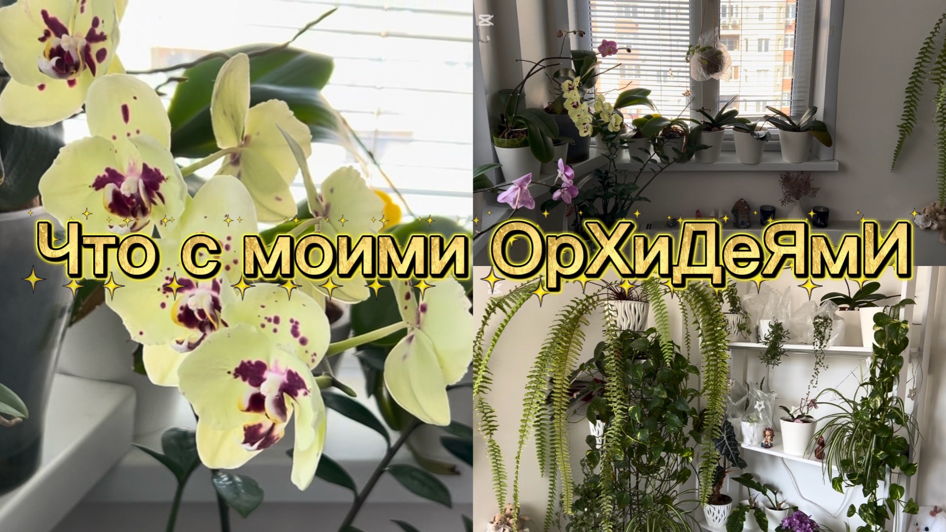 Как ОРХИДЕИ пережили мое отсутствие ✅ #орхидеи