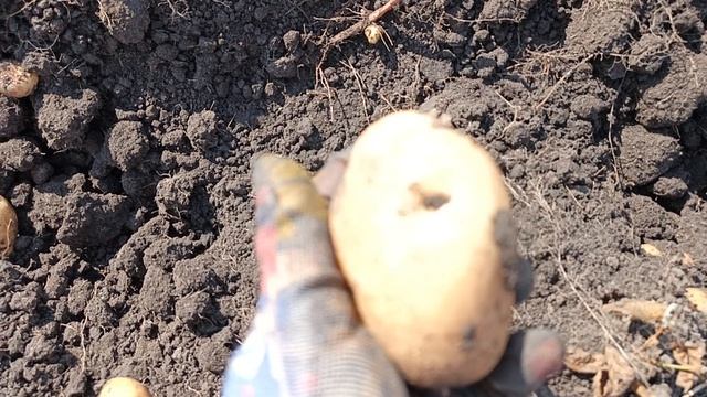 Сорт картофеля Сынок (Богатырь) 2026.