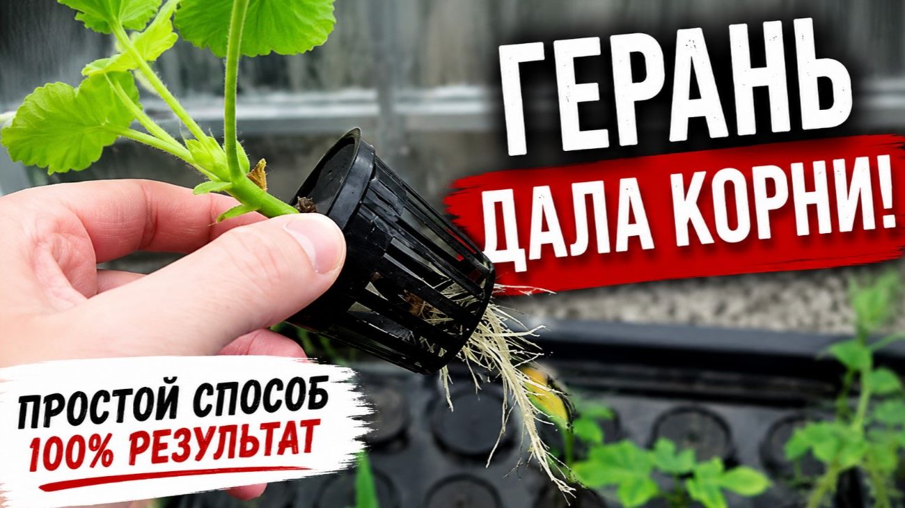 Комнатные цветы: уход, пересадка, размножение