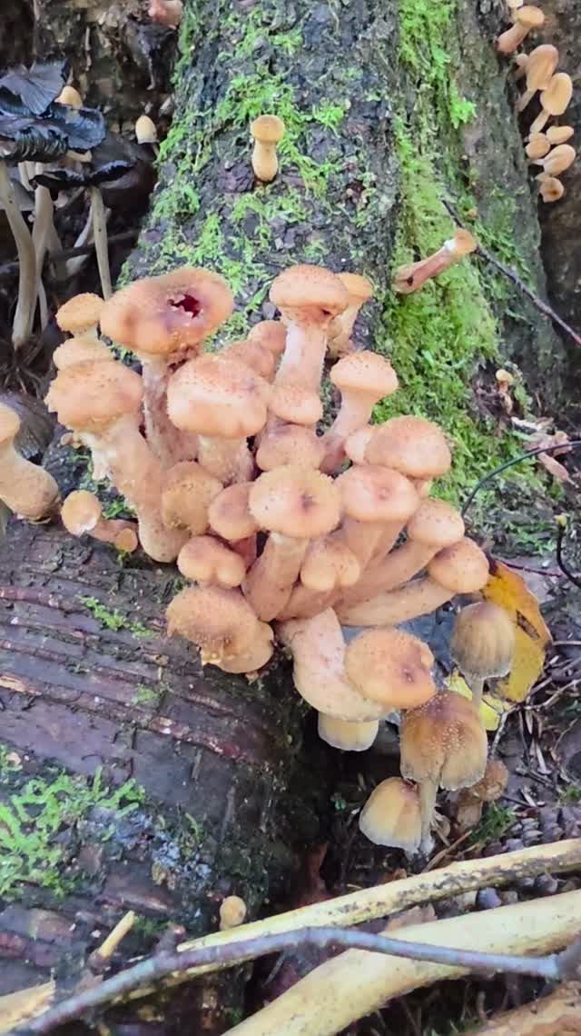 Здравствуй школа! а я в лес за грибами 🍄🖐😉👍1 сентября 2026 Подмосковье 🌳