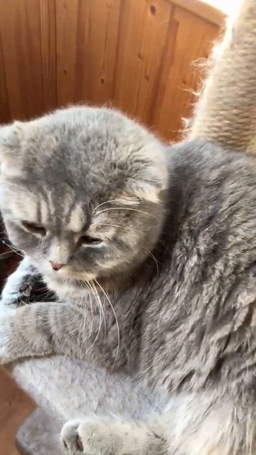 Какие милые котики