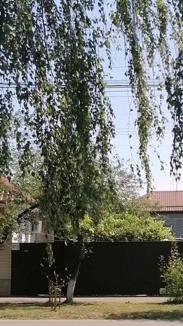 #Shorts У нас ветер, деревья качаются