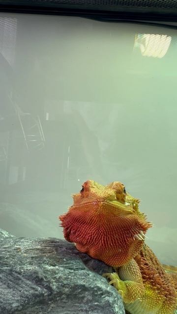 Фамильяр Муля