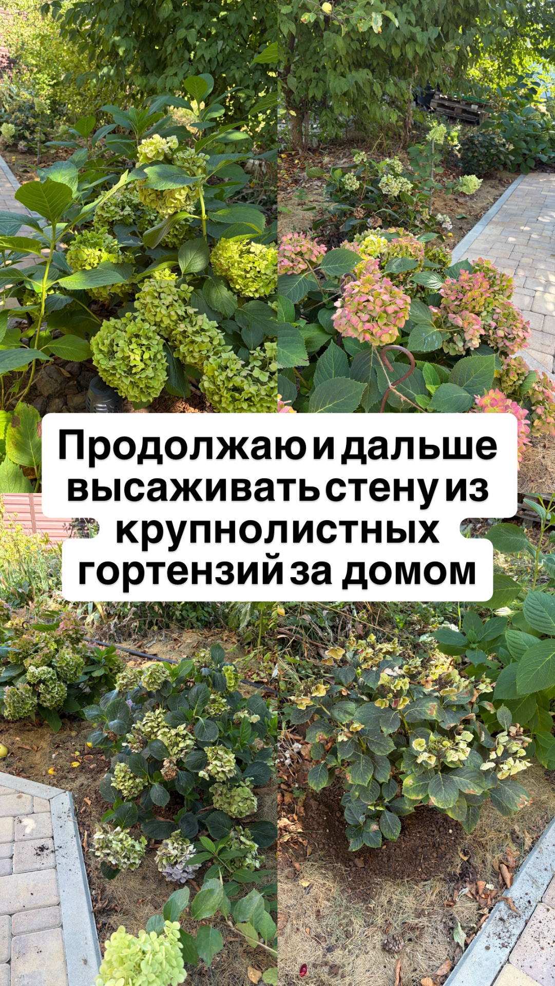 Гортензии