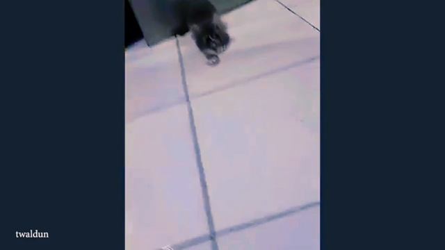 КОТИКИ РЖАКА