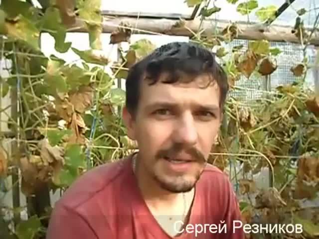 Влоги