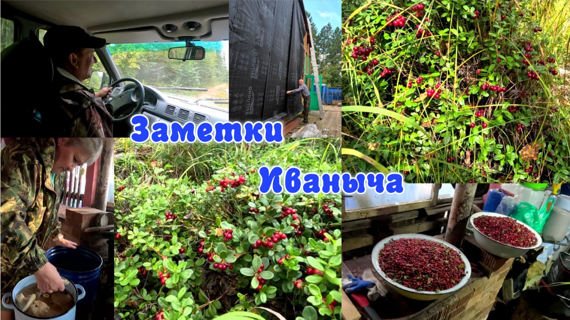 В лес за брусникой, урожай небывалый