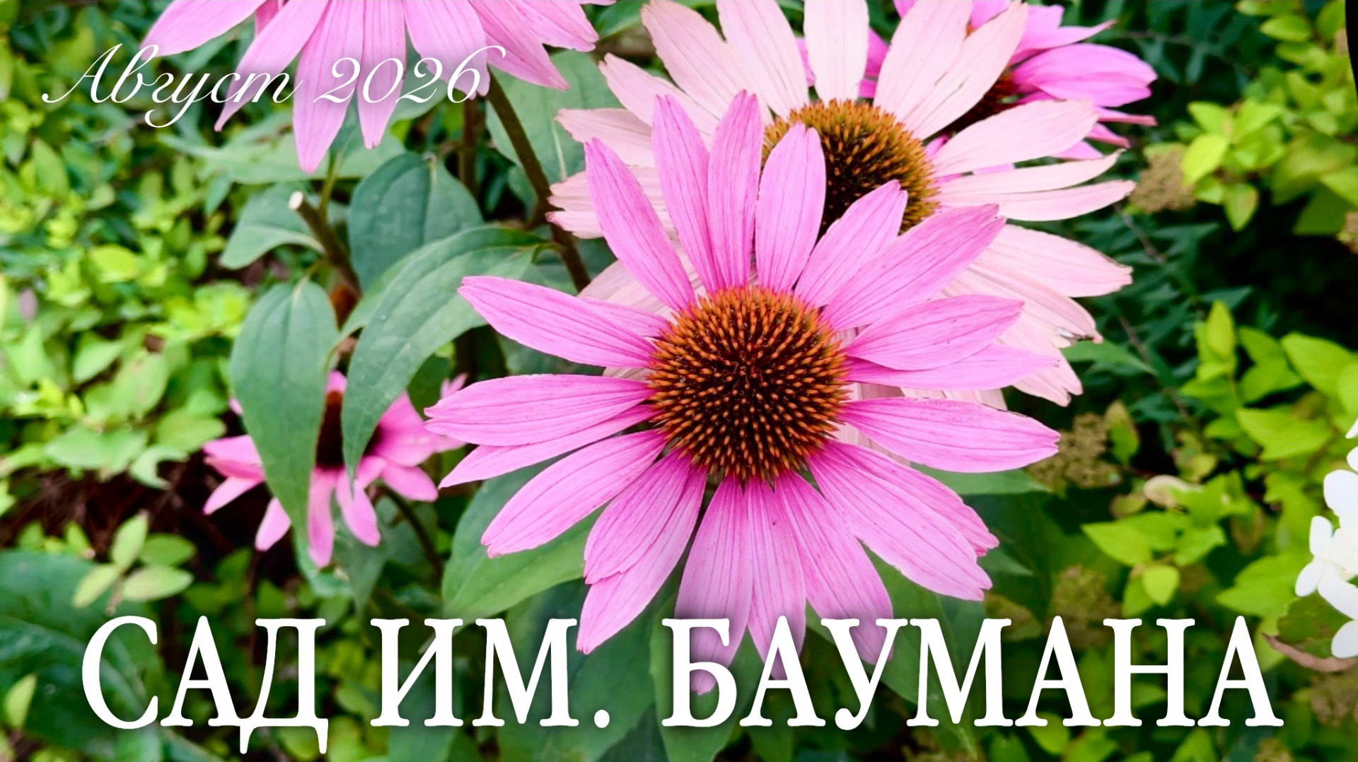 Прогулка по саду им. Баумана
