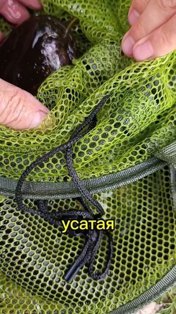 РЫБАЛКА #рыбалка #озеро #сом  #крючёк #блесна #живец #вьюнок #вьюн  #рыба #трофей #добыча #деревня