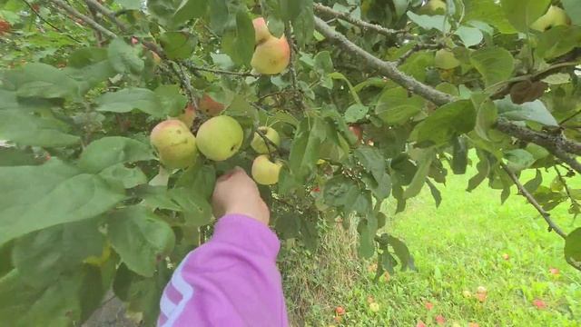 Он получил водительское удостоверение, как же я устала отдыхать.