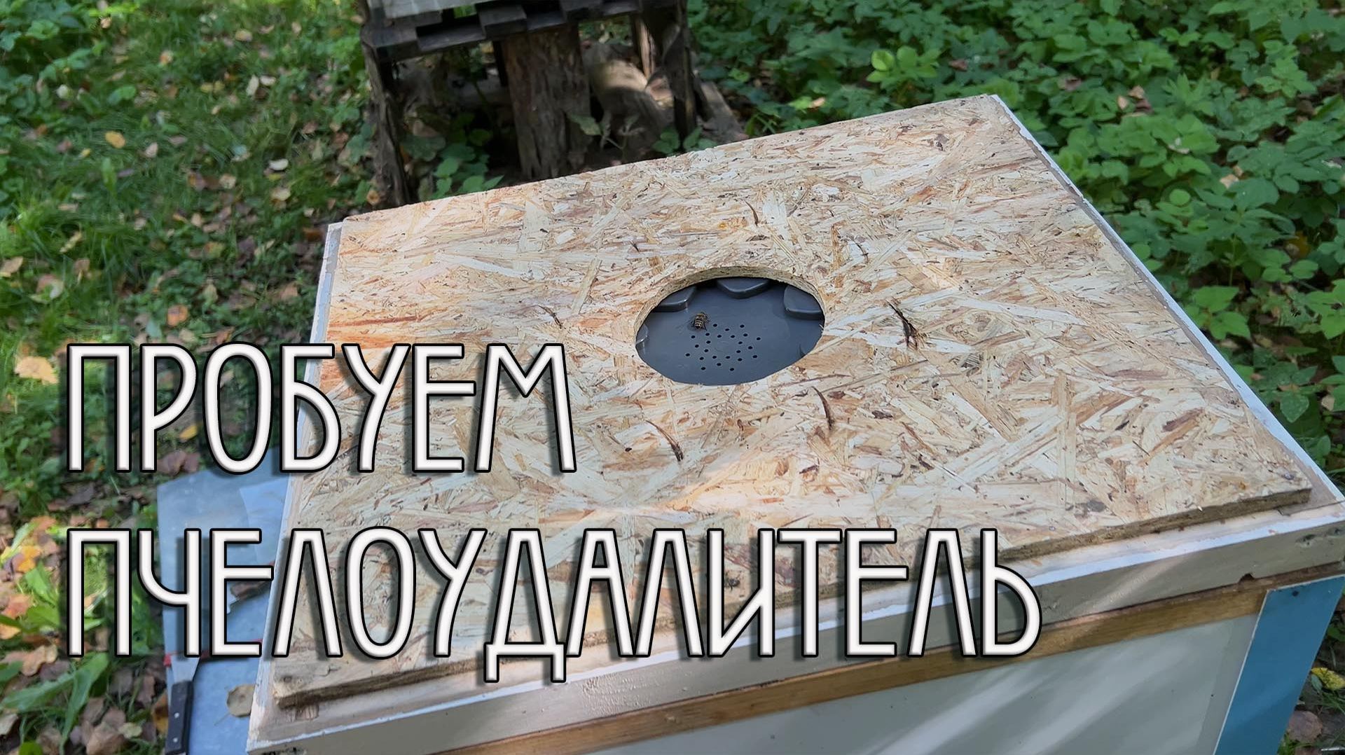 Пчёлы
