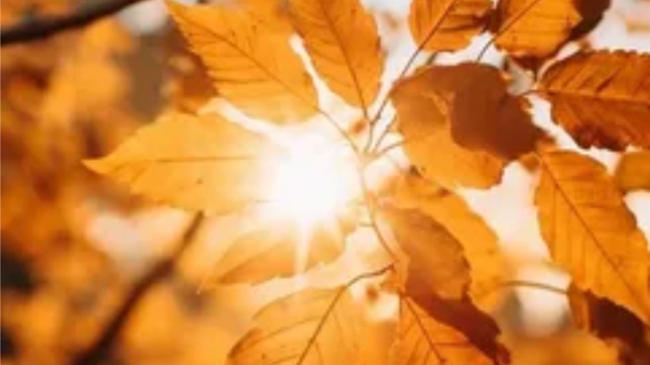 С добрым осенним утром — красивые открытки и музыкальные пожелания 🍂☀️