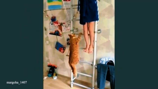 ПРИКОЛЫ с КОШКАМИ 😹 FUNNY CATS 🤣😹