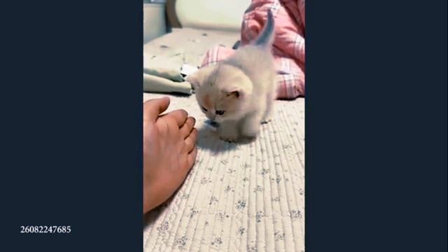 ПРИКОЛЫ с КОШКАМИ 😹 FUNNY CATS 🤣😹
