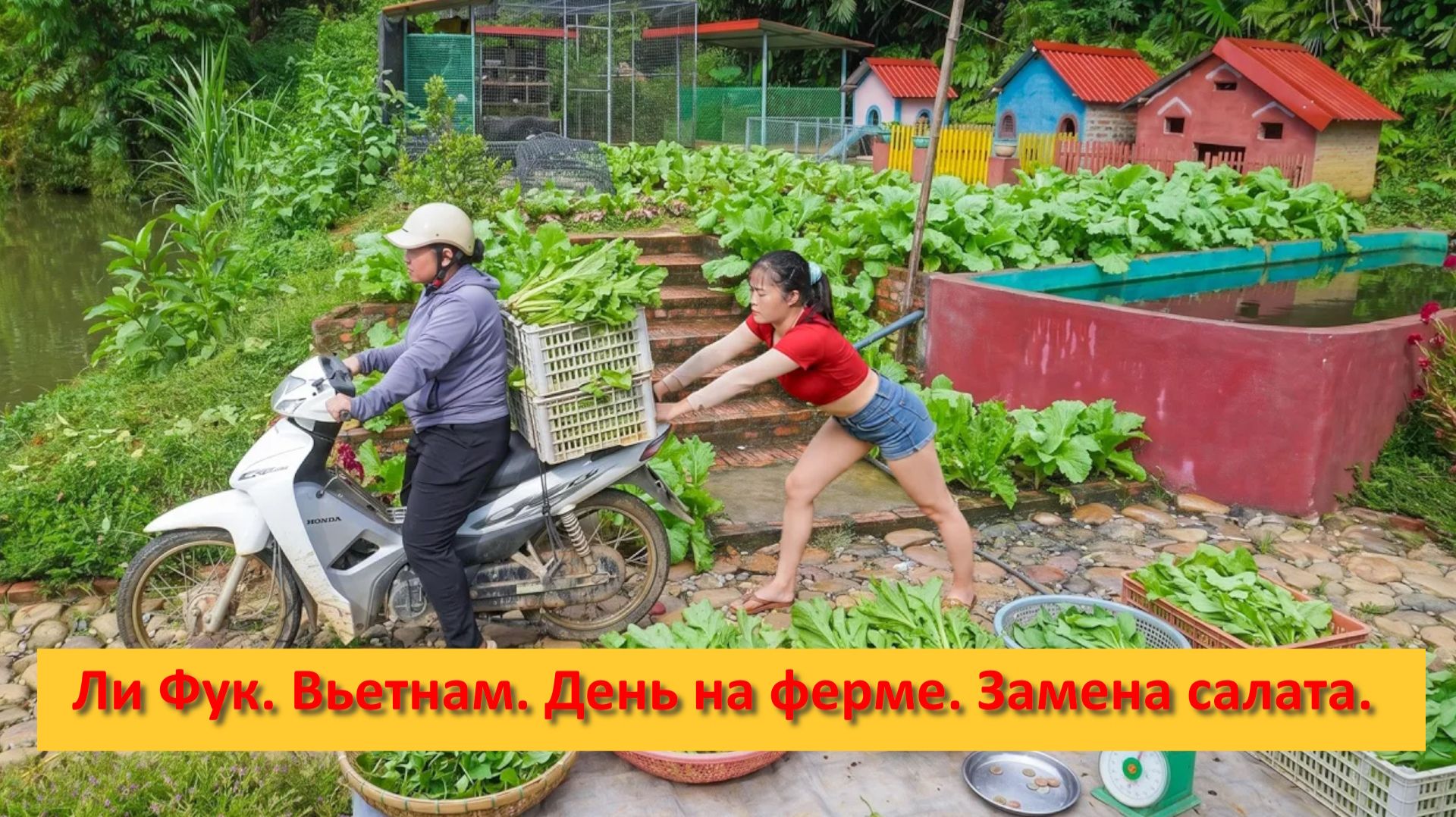 Ли Фук. Вьетнам. День на ферме. Замена салата.