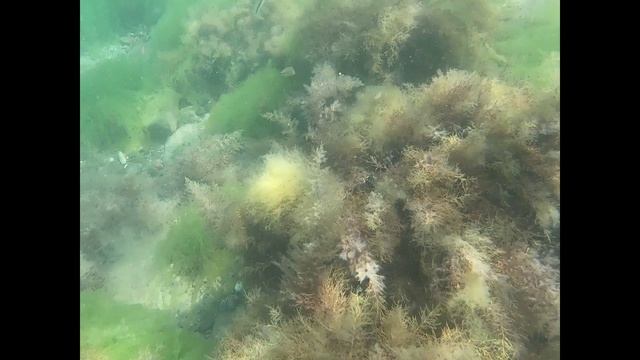 Судак. Крым. Подводная съёмка в Чёрном море