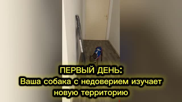 ЛЕГКО ЛИ СОБАКИ ПЕРЕНОСЯТ ПЕРЕЕЗД