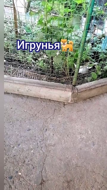 Забавная игрунья🐕, наша Джесси
