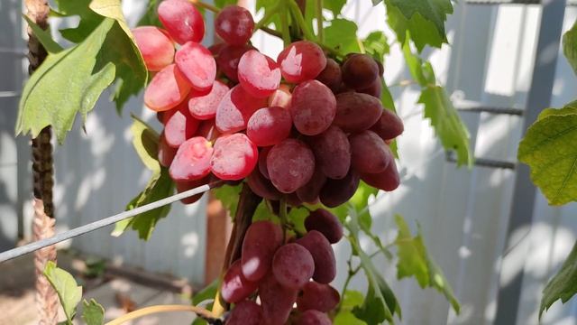 ПРЕМИУМ!!!🍇🍇🍇 ЭПАТАЖ!!!🍇🍇🍇 СУПЕР НОВИНКИ 2026!!! Telegram, WhatsApp, Vlber и MAX +79528500417.