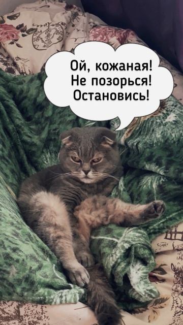 Shorts: КошКомиксы