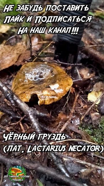 Черный груздь