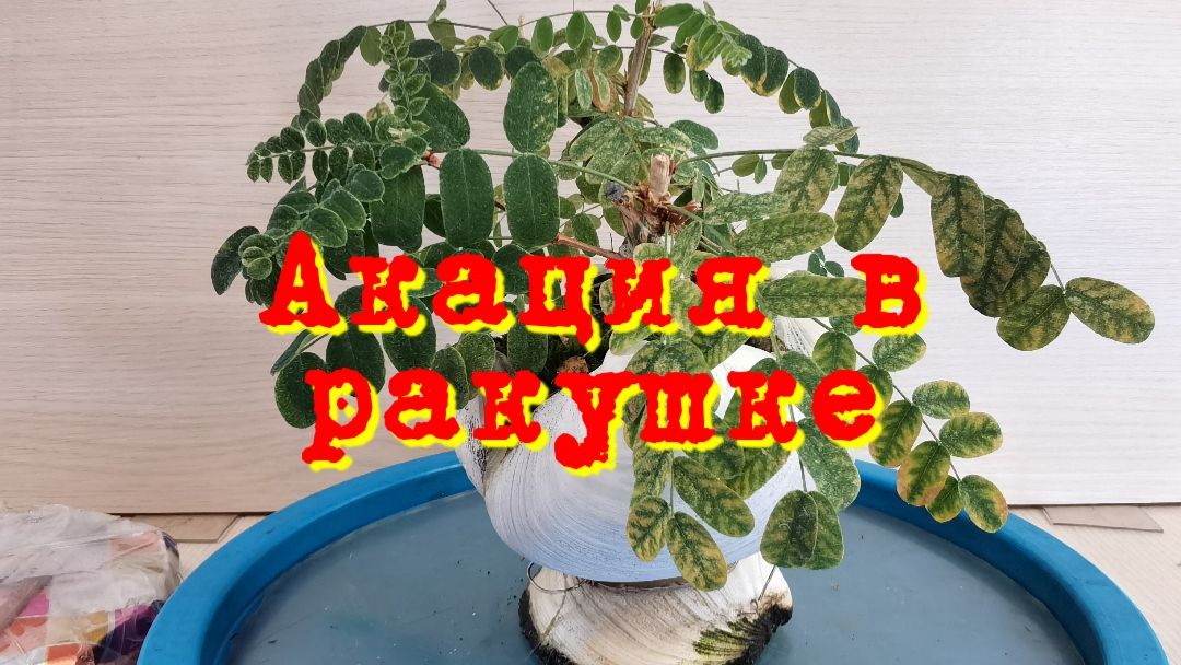Бонсай из Акации стиль Полу каскад (Хан Кенгай)