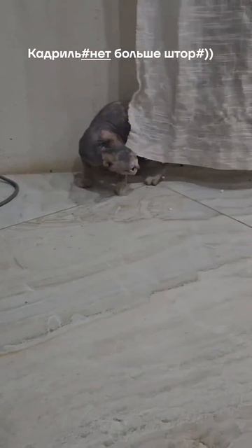Кадриль🐈Quadrille
