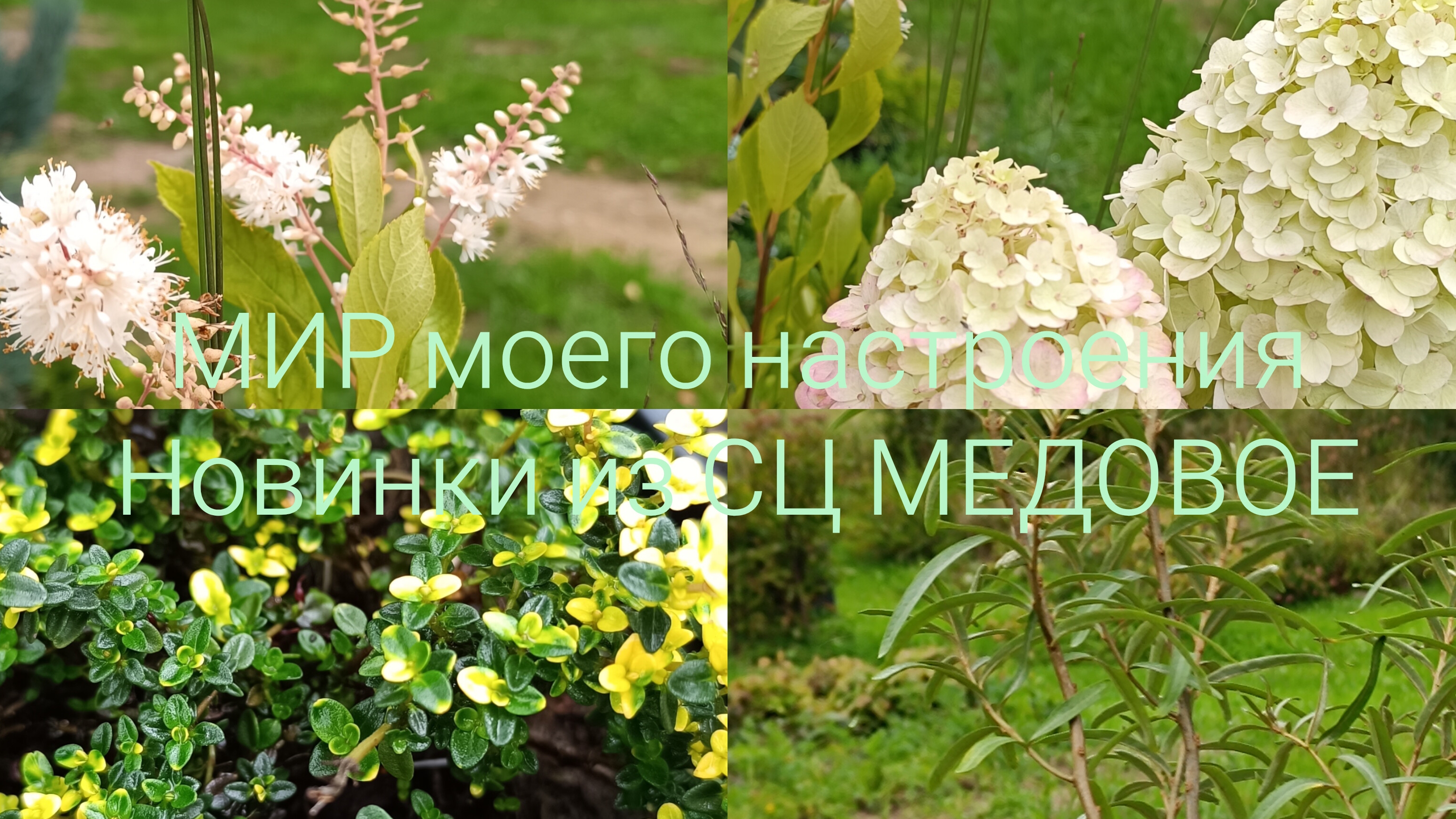 01.09.26 Новые растения из СЦ МЕДОВОЕ