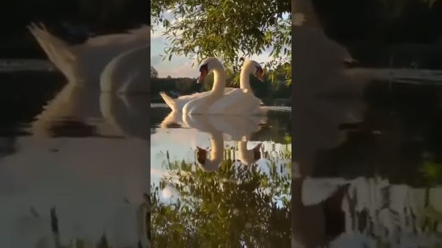 Лебединая верность .