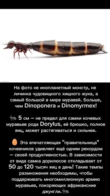 Самая большая королева муравьёв