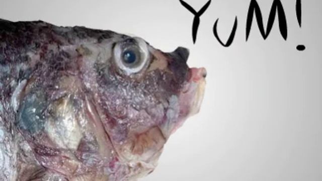 Fish