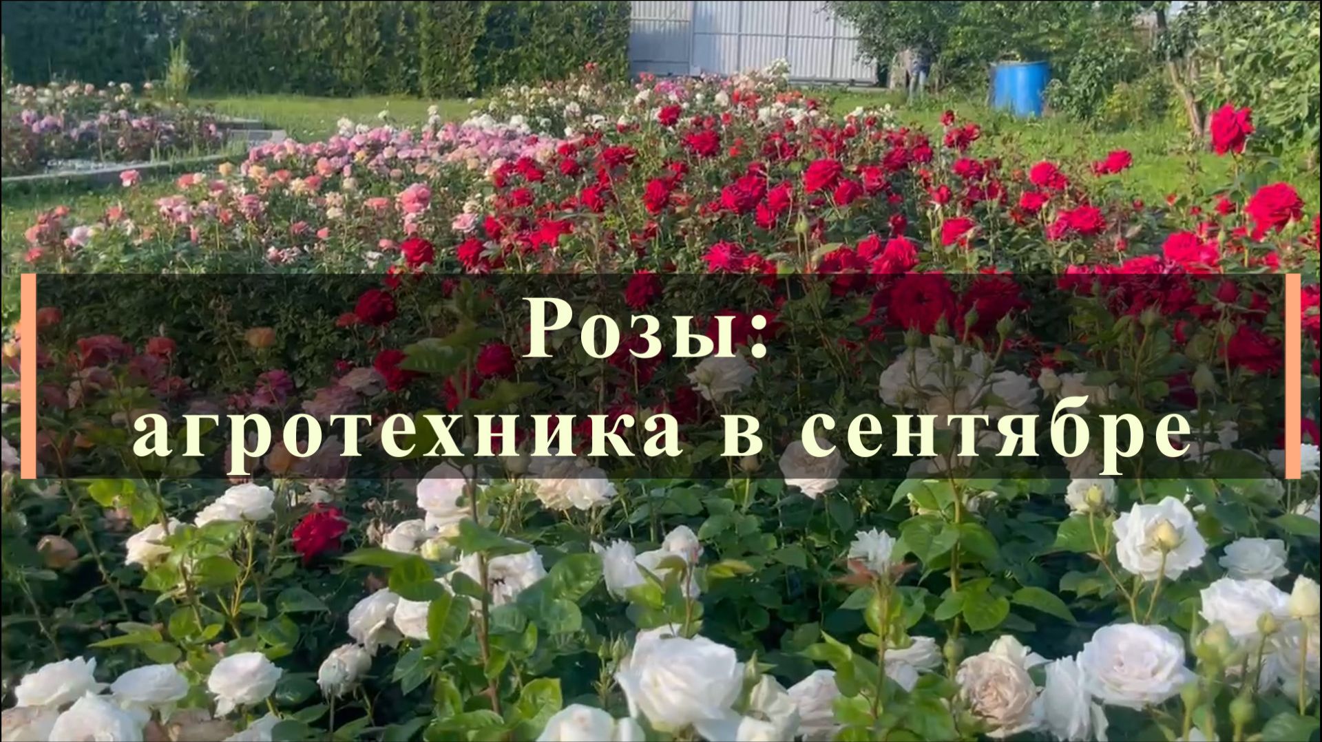 Розы: агротехника в сентябре