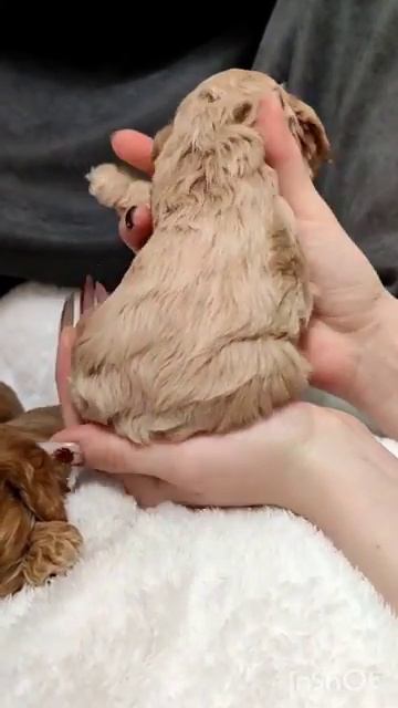 +79506756884 Maltipoo_cockapoo_home  Юлия